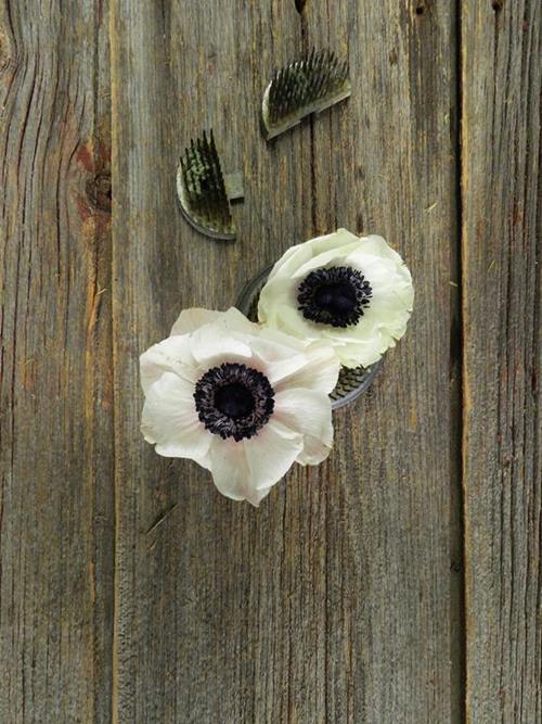 WHITE/BLUSH W/DARK CENTER ANEMONE